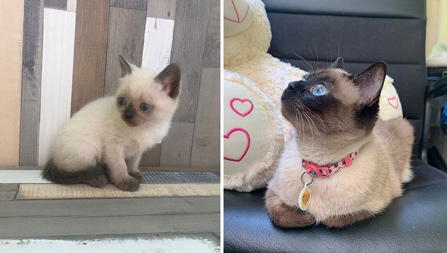 Wholesome Pics Of Kittens Growing Into Cats, As Shared On This “Cat Grows” Group (New Pics)