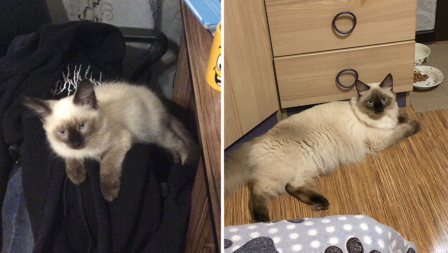 Wholesome Pics Of Kittens Growing Into Cats, As Shared On This “Cat Grows” Group (New Pics)