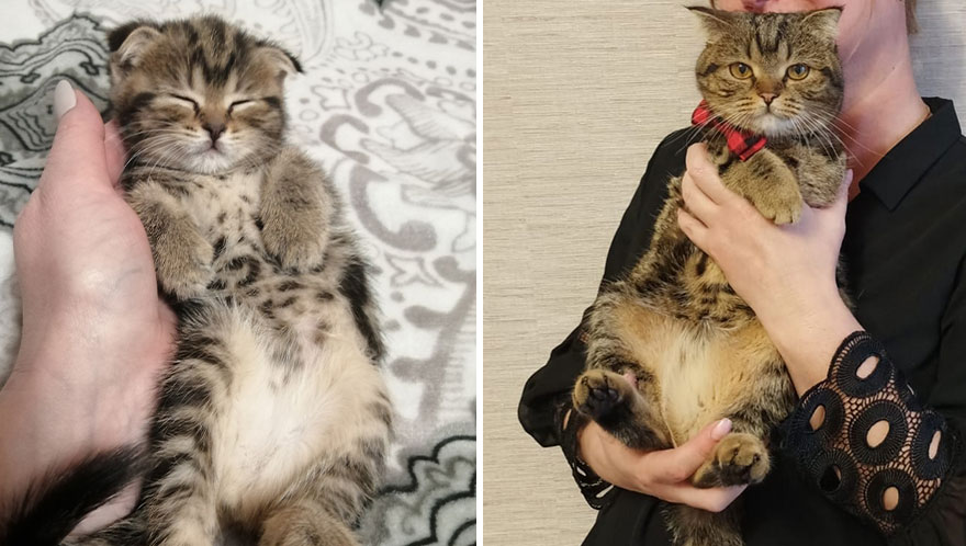 Wholesome Pics Of Kittens Growing Into Cats, As Shared On This “Cat Grows” Group (New Pics)