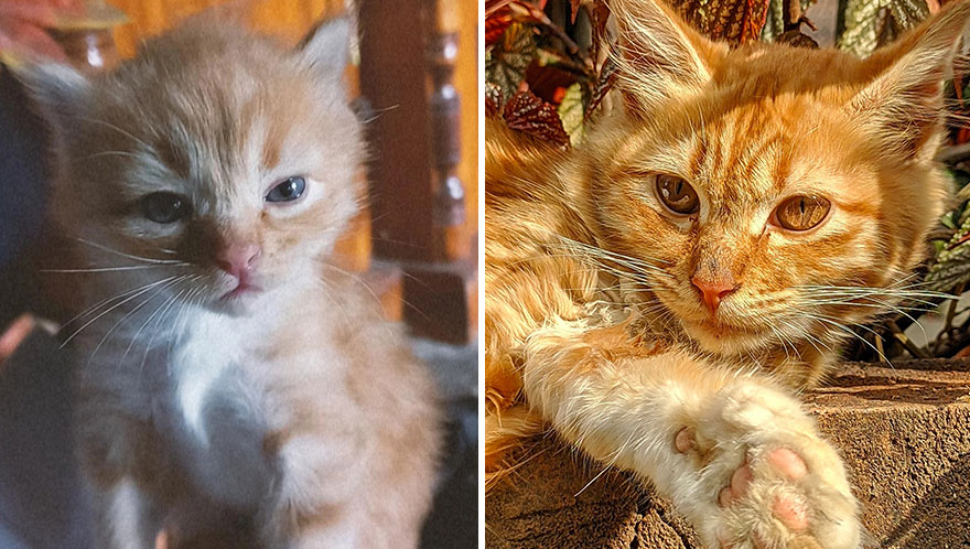 Wholesome Pics Of Kittens Growing Into Cats, As Shared On This “Cat Grows” Group (New Pics)