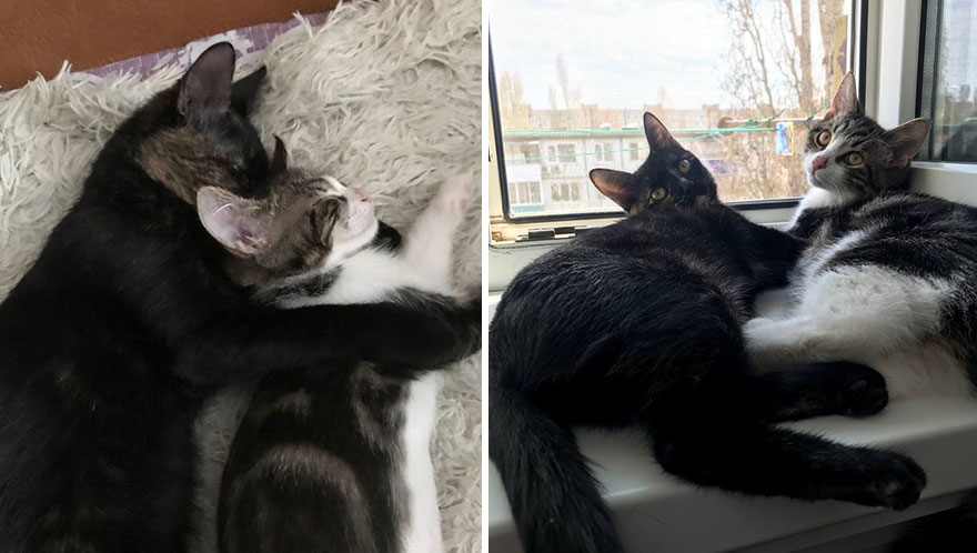 Wholesome Pics Of Kittens Growing Into Cats, As Shared On This “Cat Grows” Group (New Pics)