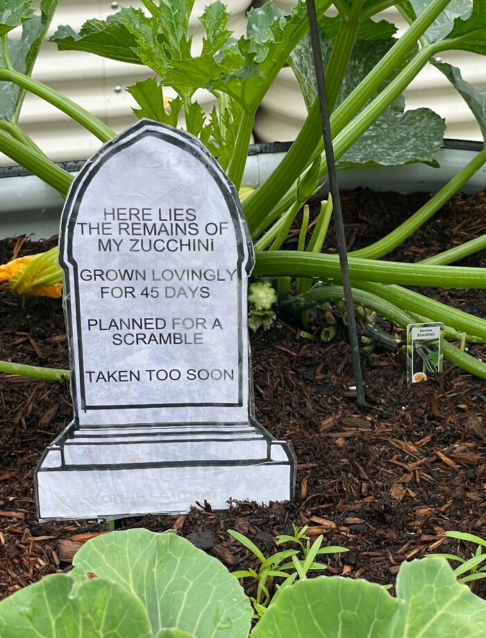 A humorous zucchini grave marker in a garden, showcasing parents' wit.