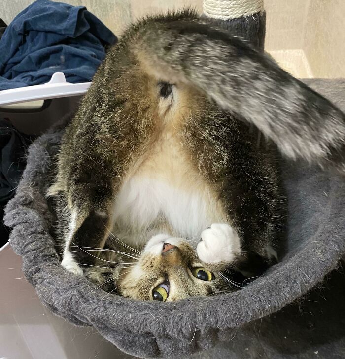 Se está reiniciando