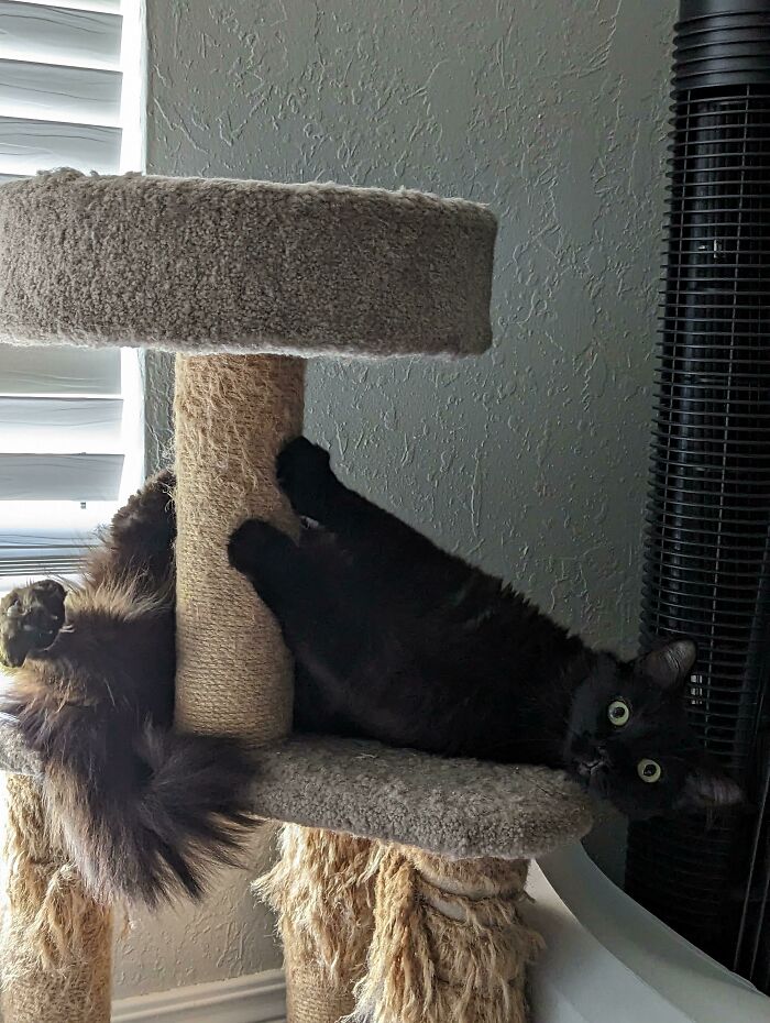 I Love This Little Dummy So Much