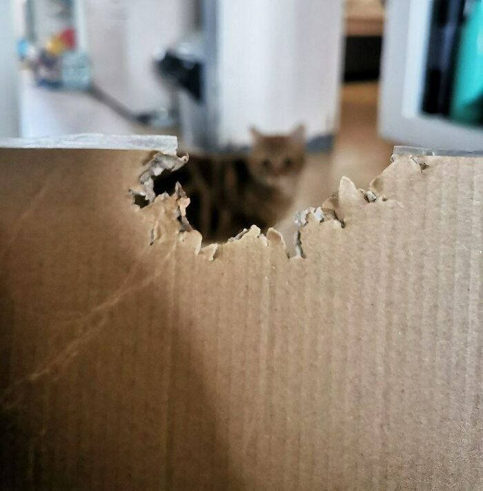 There Are Rodents In The House