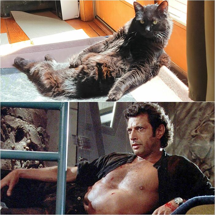 Imitando a Jeff Goldblum