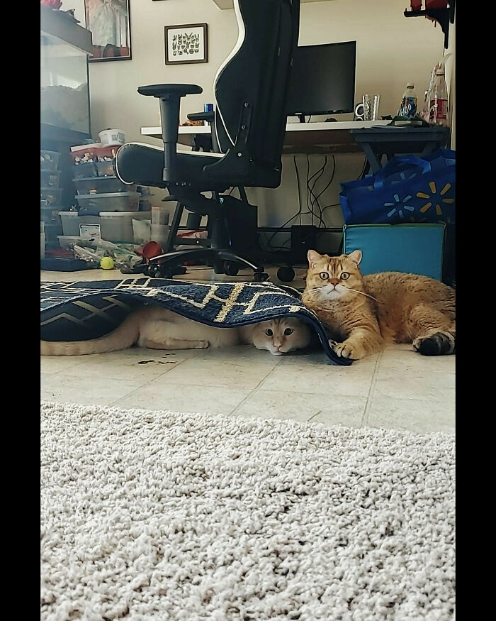 Les gusta la alfombrilla