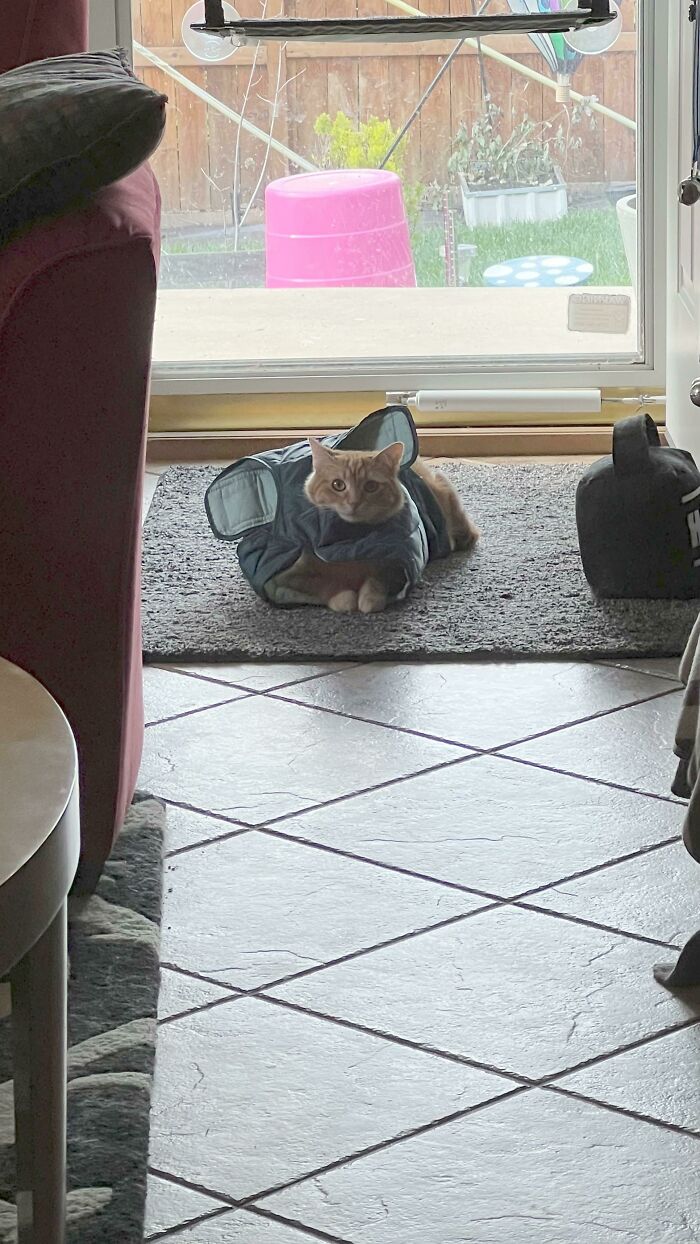 El abrigo del perro se estaba secando y...