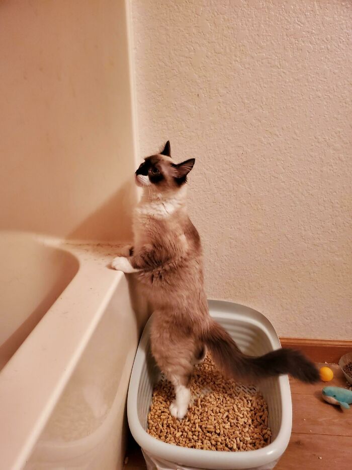 He Stands To 💩! Why? Crazy Cat