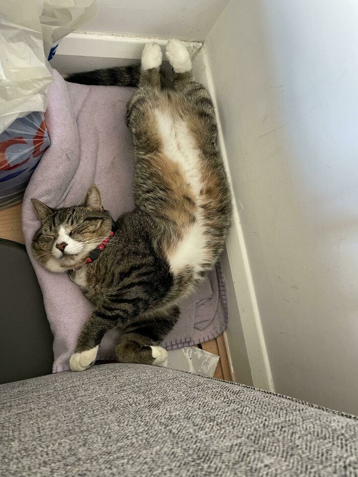 Siesta tras el sofá