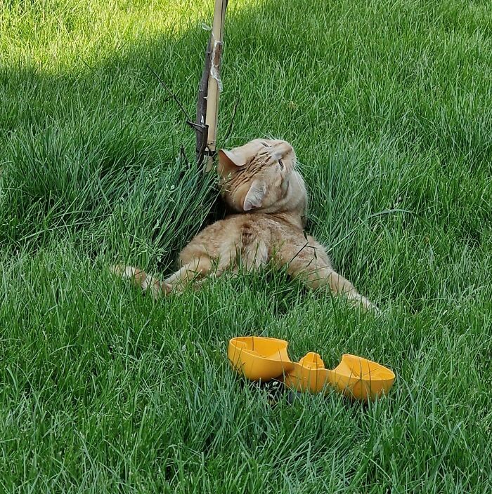 What Kind Of Ridiculous Shape Is This