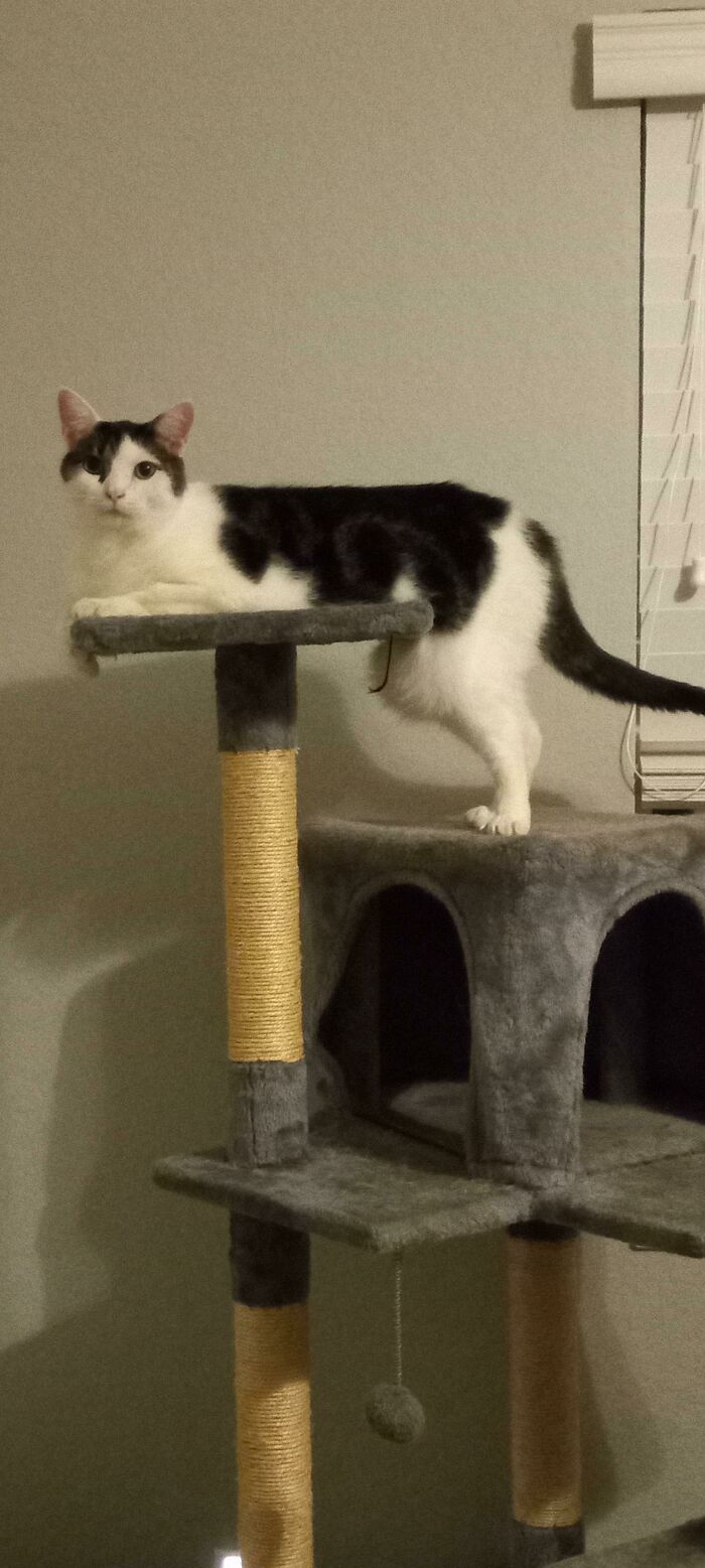 Su barriga está en medio