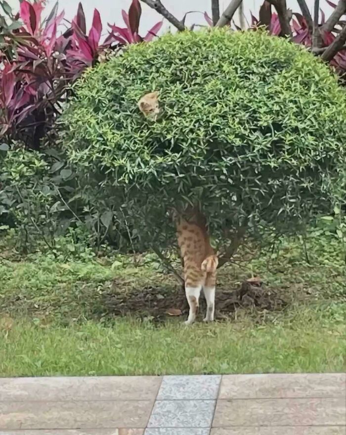 Qué gato más largo