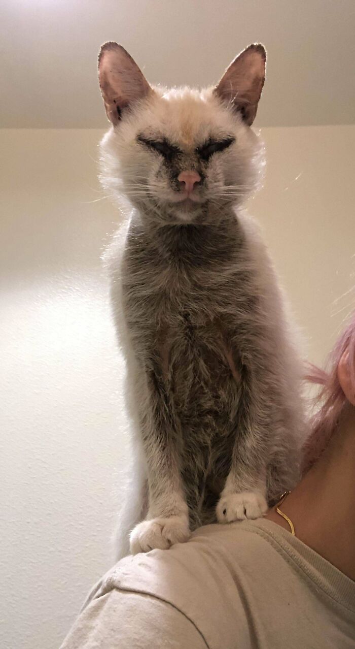 Full Time Cat. Part Time Gargoyle