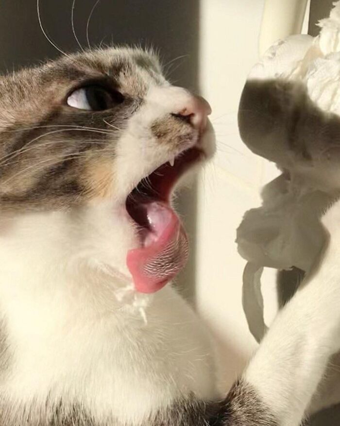 Pillado mientras atacaba el rollo de papel higiénico