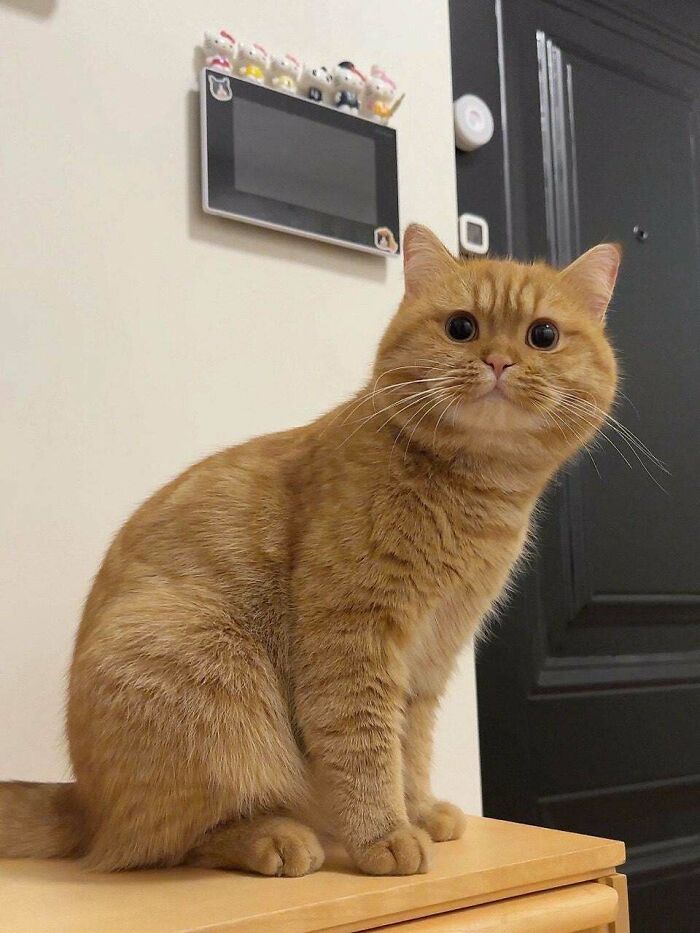 That's The Look On His Face When He's Angry