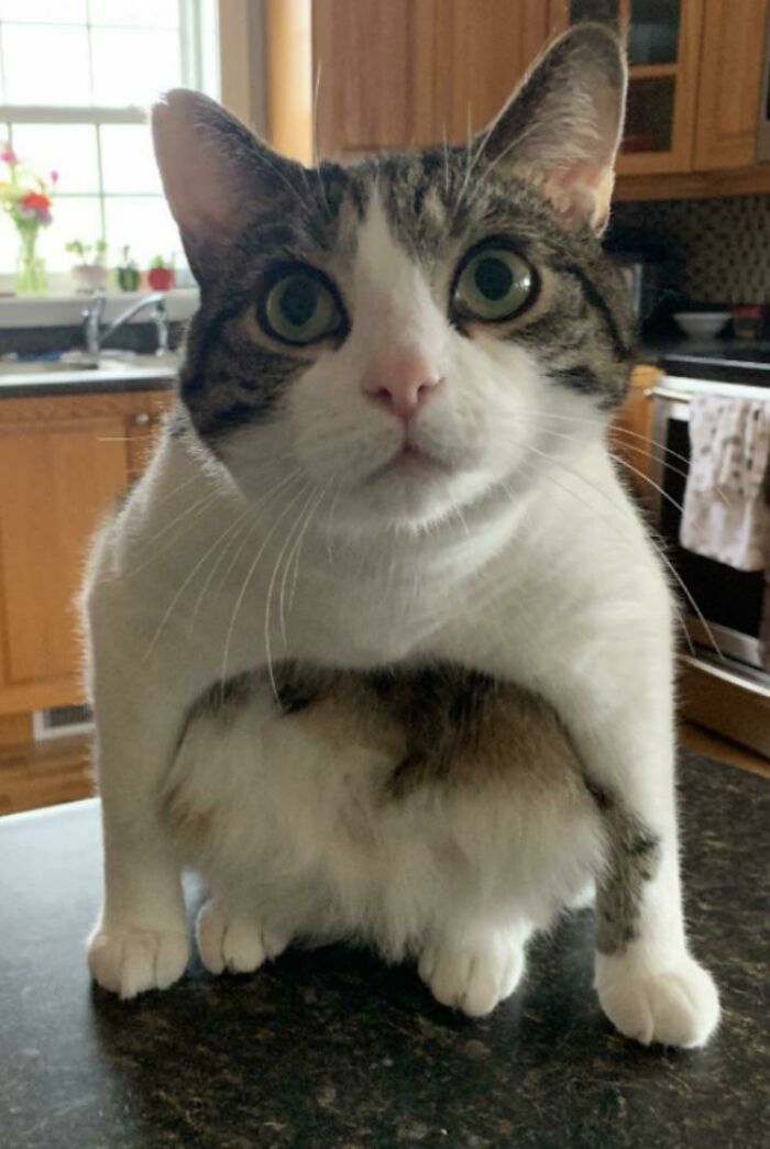 Kevin quiere ser una rana, creo