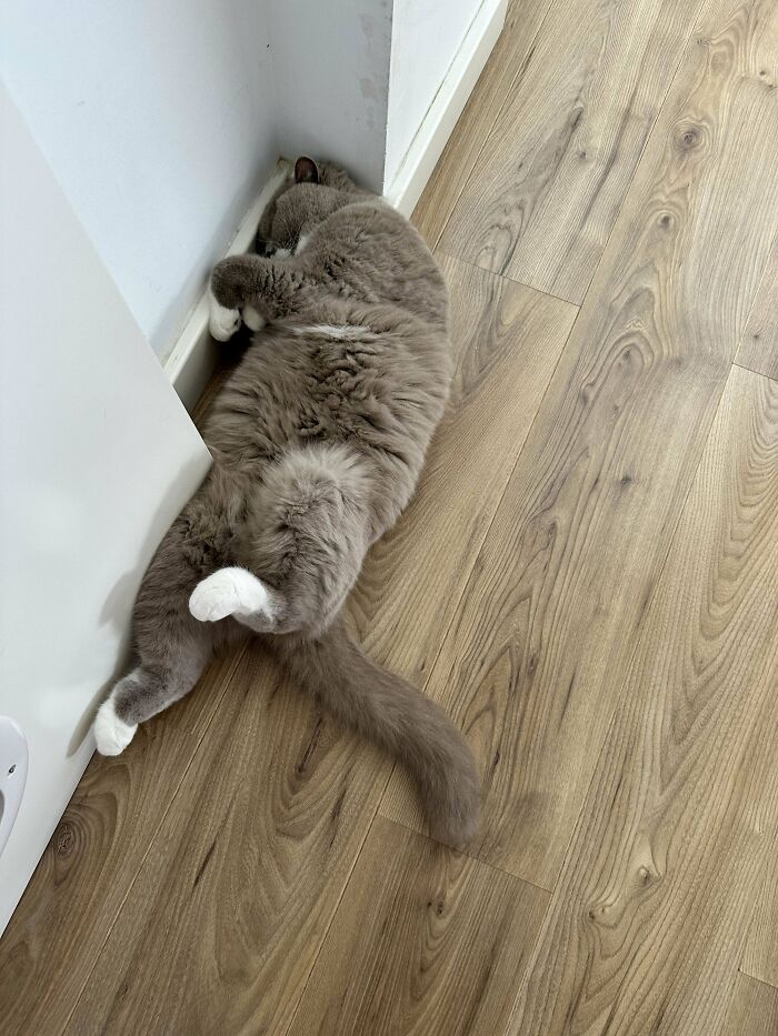 He Just Seems To Fall Over Anywhere When He Needs A Nap. I’ve Never Seen Anything Quite Like It