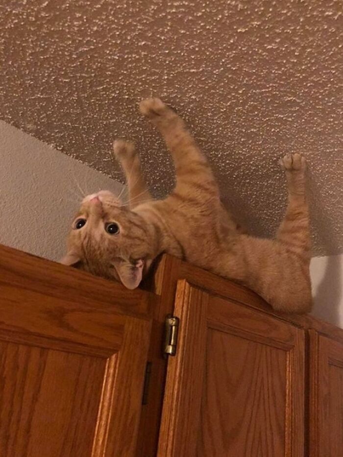 ʍoǝɯ