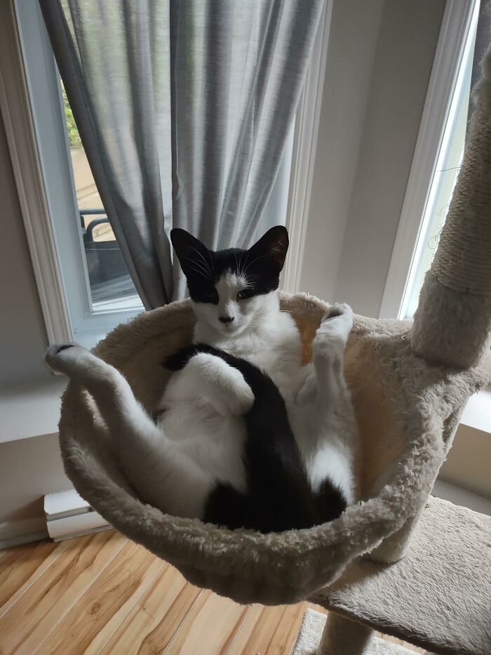 My Cat Seems To Get A Lil Too Comfortable