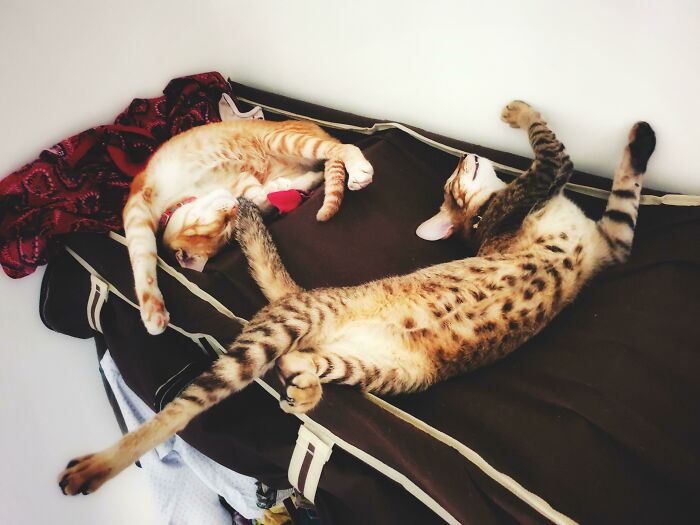 I Aspire To Sleep Like These Guys Someday