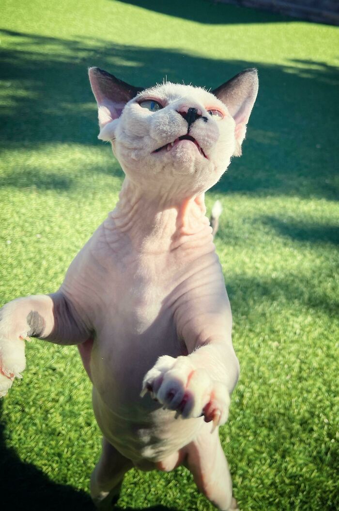 Bigly Thinks He’s Godzilla