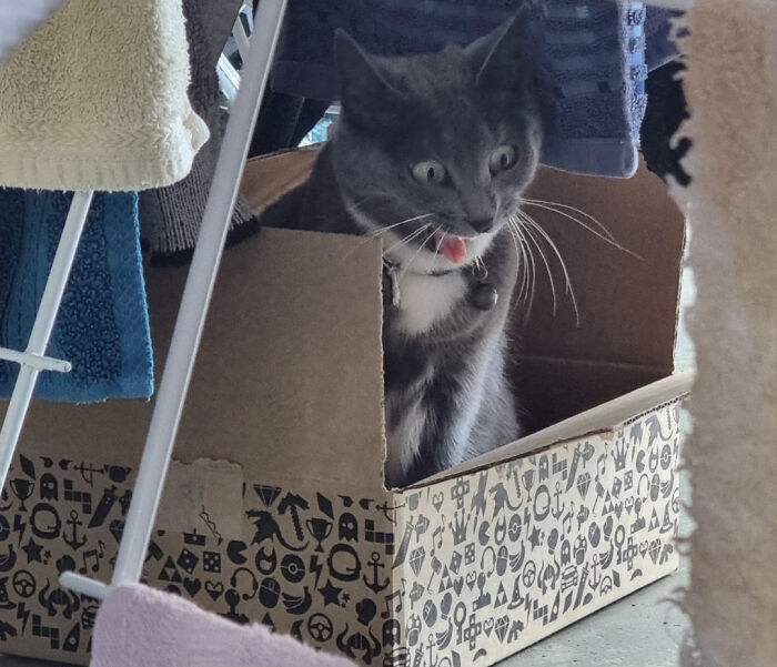 Pop Goes The Pixie-Weasel