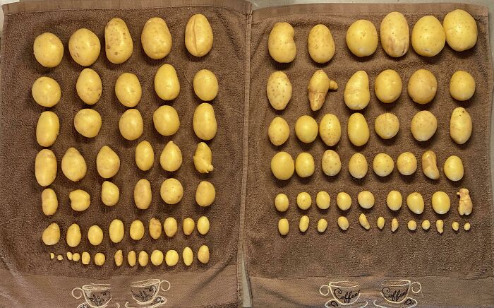 I Grew Some Potatoes In Buckets During The Last Few Months, Then Knolled The Crop From Each Bucket