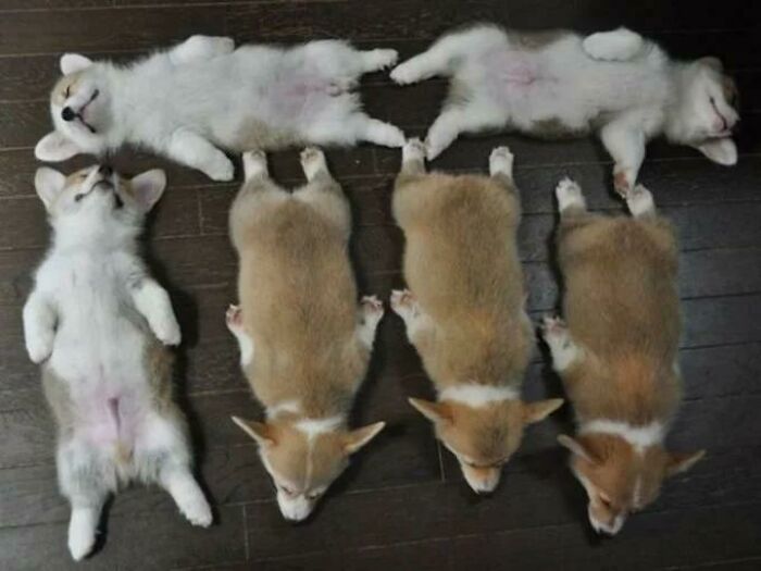 Corgis