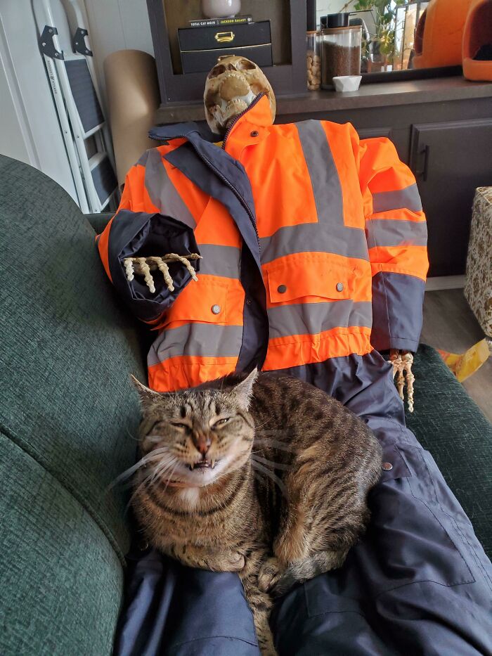 Rules Say You Can't Move Until That Cat Does