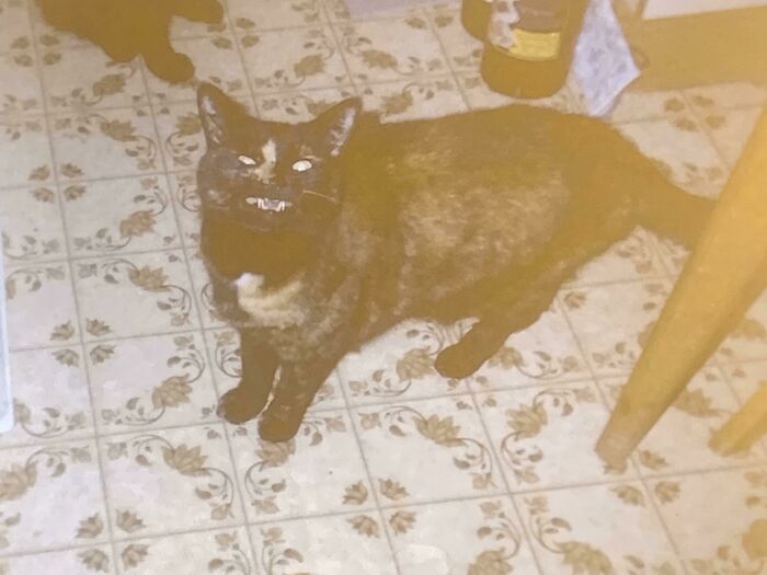 Are Historical Scrunges Allowed? My Sister’s Cat, Suzy 2 In The Mid 80s Giving Her Verdict On The Speed Of Dinner Service (Apologies For Quality, Didn’t Have The Best Camera Or Flash)
