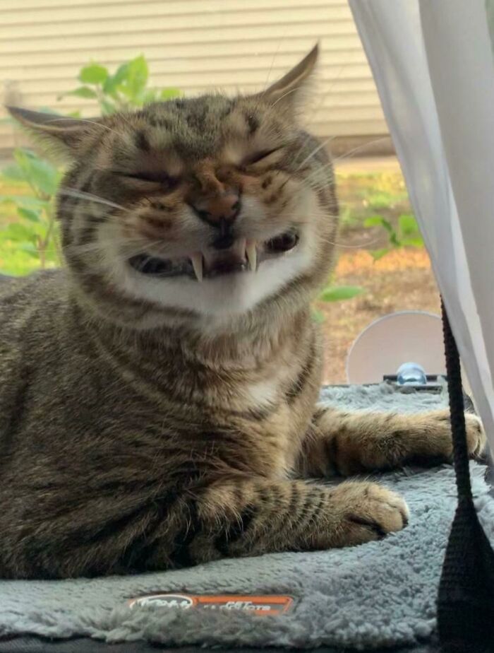 My Cat Finnegan Saying Cheeeeth