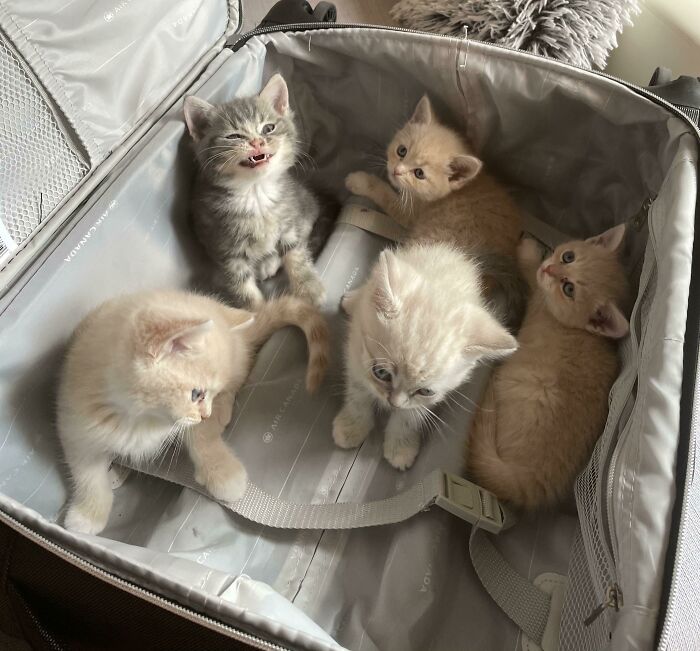 Teaching His Brothers And Sisters How To Scrunge