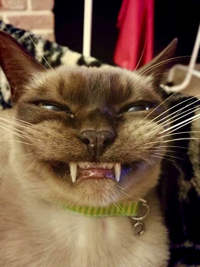 Leroy Brown, Scrungiest Cat In The Whole Dang Town