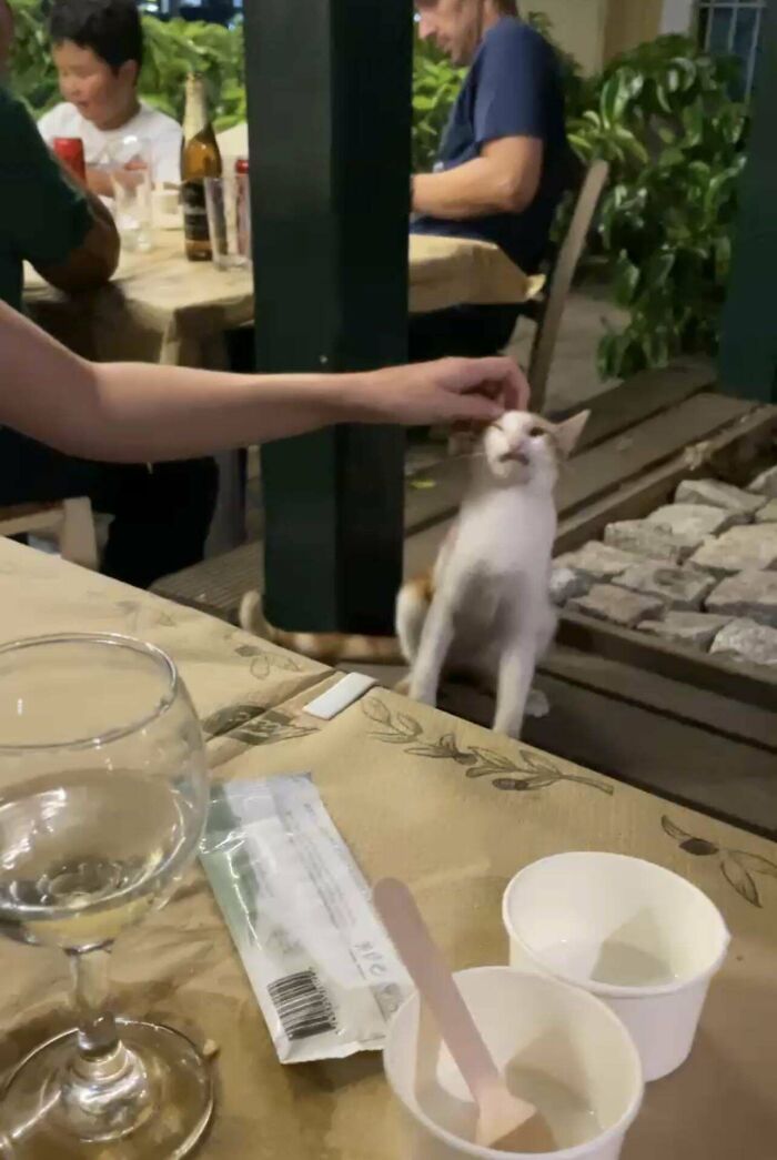 My Brother Took A Video Of Me Petting A Stray In Greece - 11/10 Scrunge