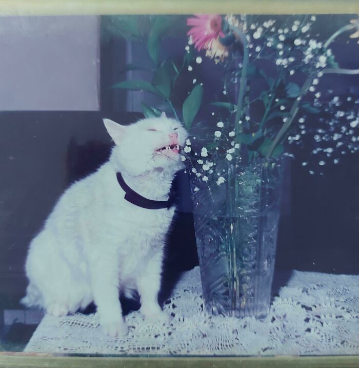 My Mom's Cat ~ Circa 1986