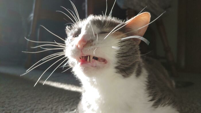 After 6 Years Having Cats, I Finally Caught One. My 19 Year Old Girl