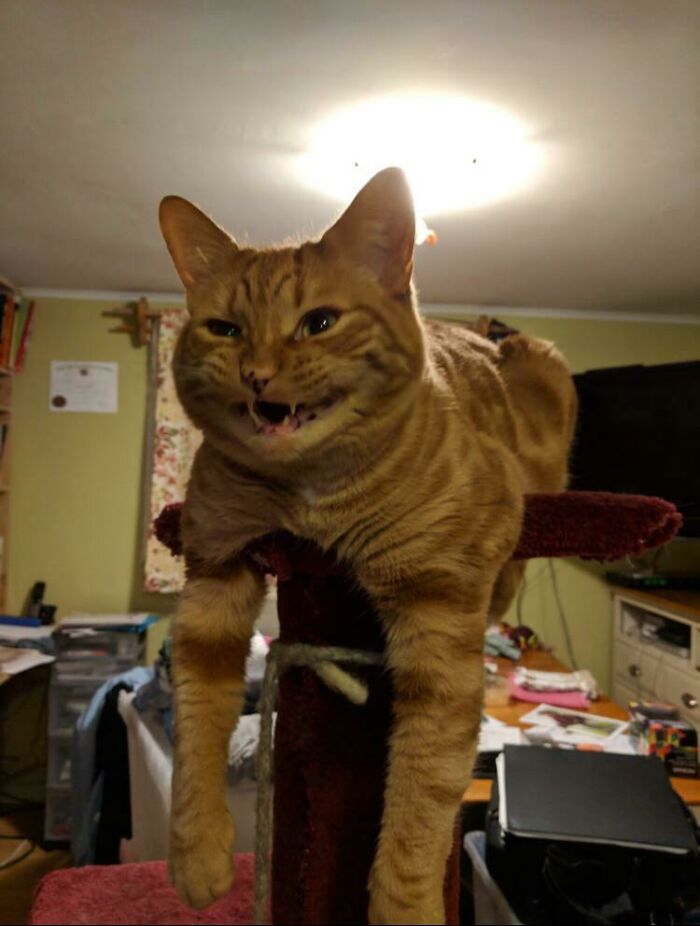 My Scrungy Boy. Passed November 1st, This Is His Only Documented Scrunge❤️