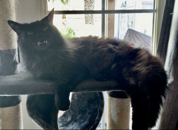 My Boy Just Passed But I Found This Gem On My Phone