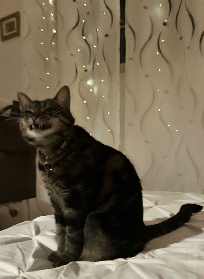 My Cat’s First Ever Srungy Face