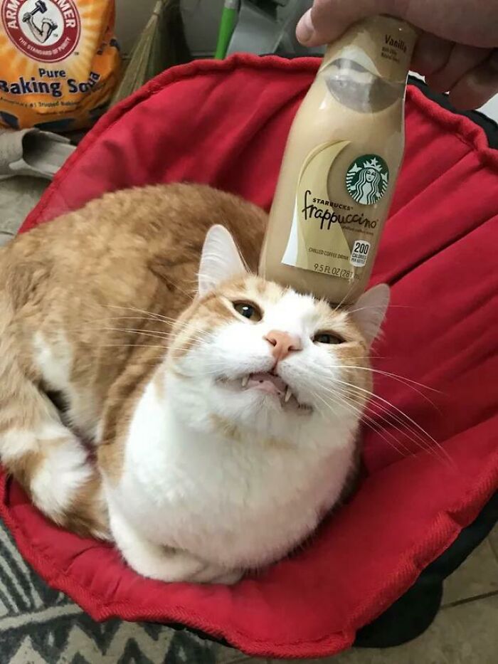 I’m So Glad I Found The Sub For This. He Does This When I Hold Things Very Close To His Head