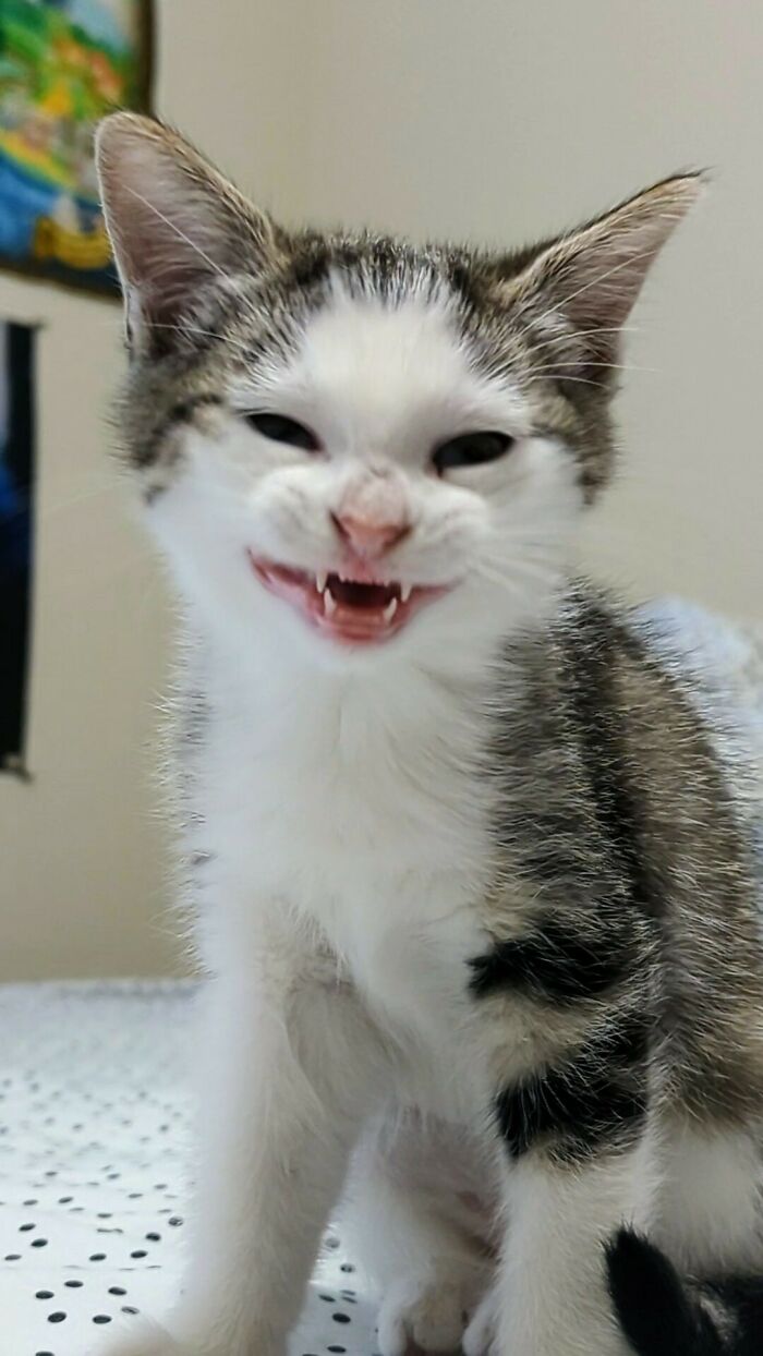 My New Kitten Do Be Scrungin