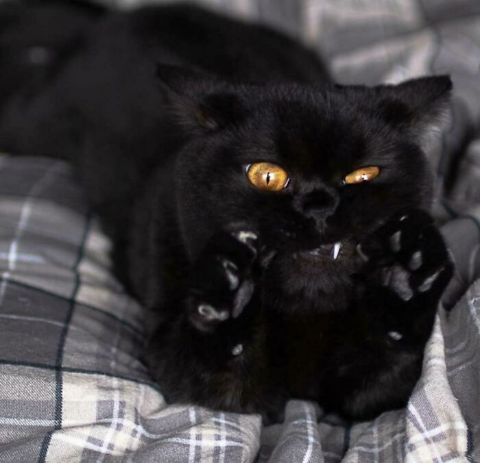 Was Told That Kitty Would Be Appreciated Here!