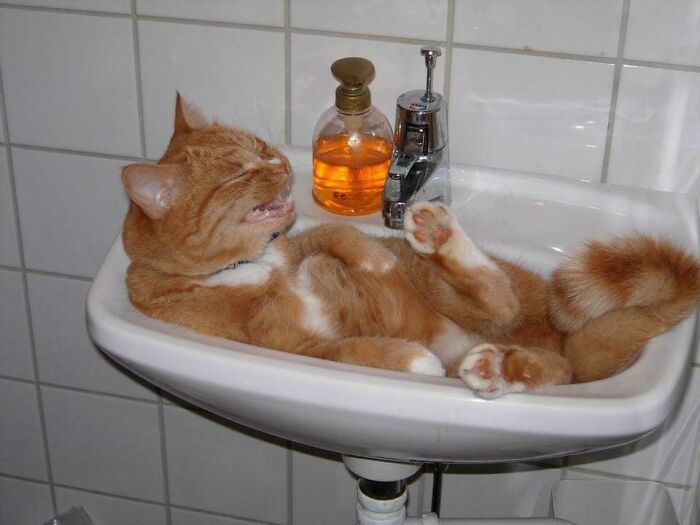 Ginger Sink Scrunge Before X-Mas