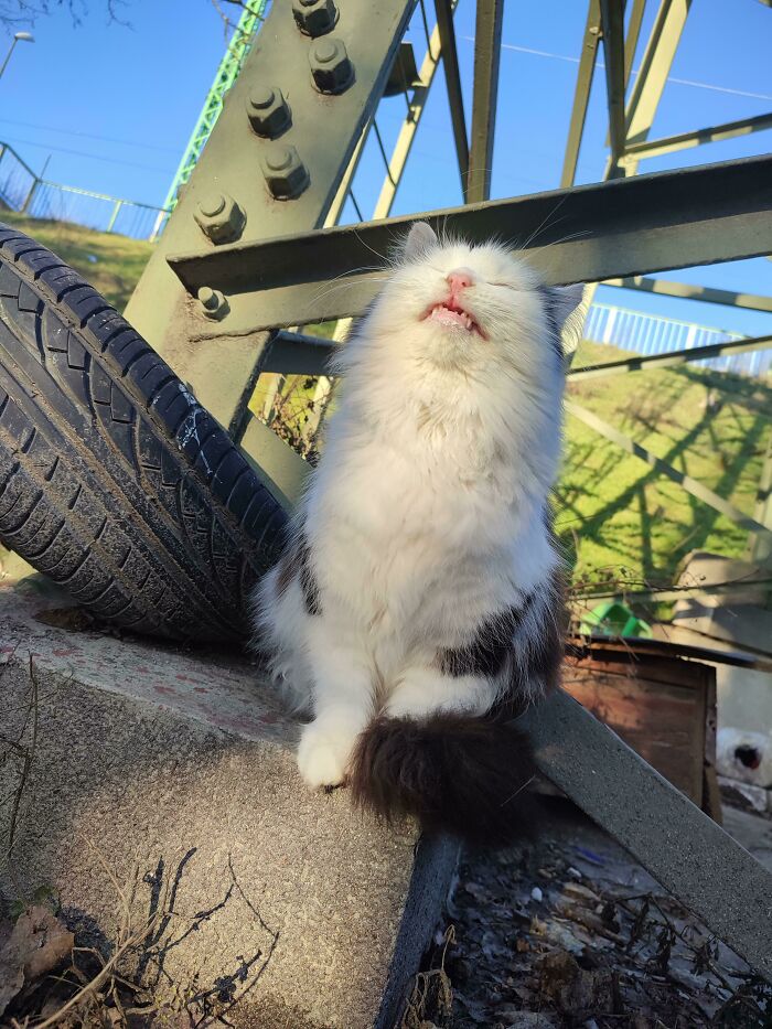 Gently Scrunging In The Sun