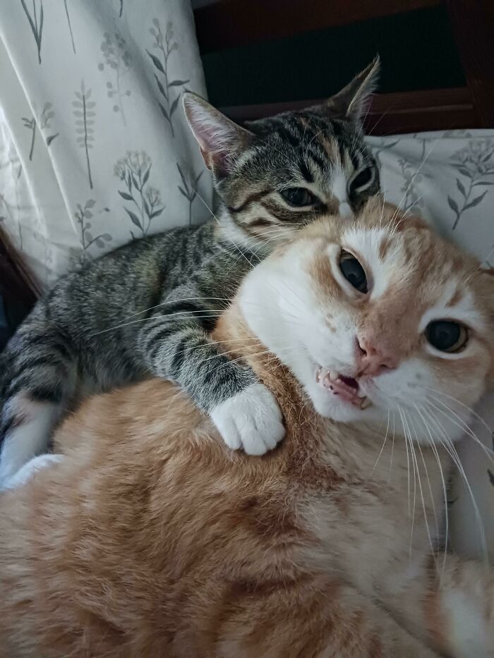 Little-Sister Induced Scrunge