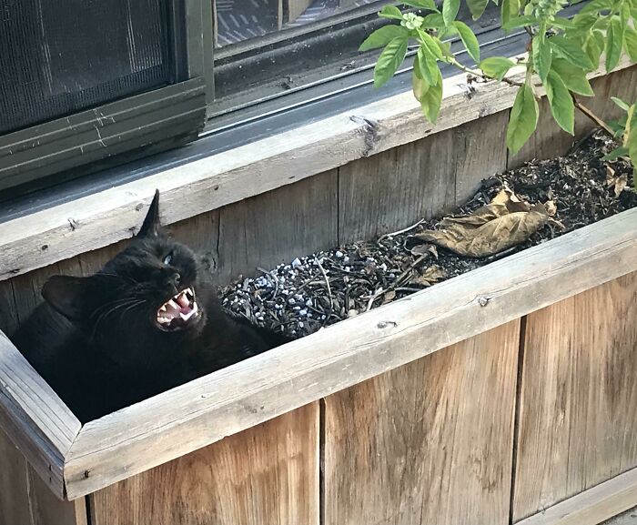 Almost Time To Harvest