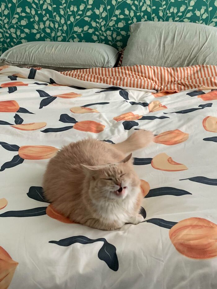 Mango Scrunging On My Peach Duvet