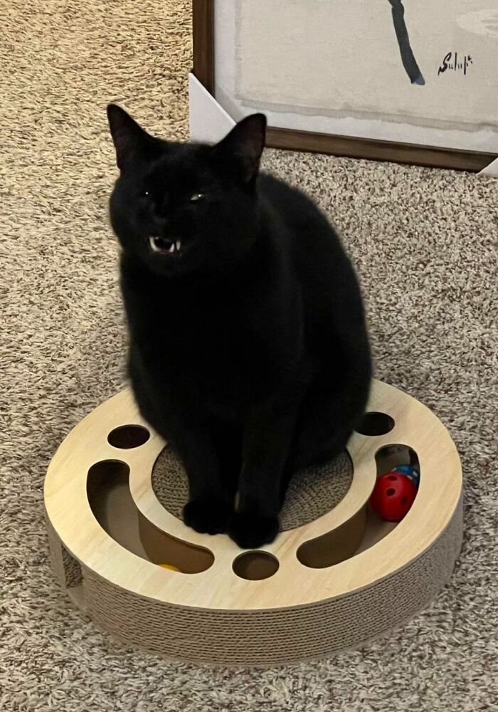 This Is Pudge. She Controls The Weather