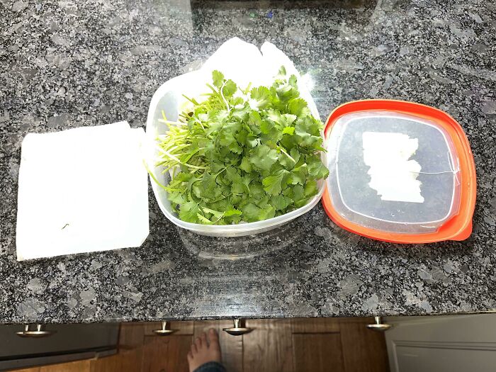 Cilantro tapado por ambos lados con papel de cocina y dentro de un tuper: se mantiene fresco más tiempo